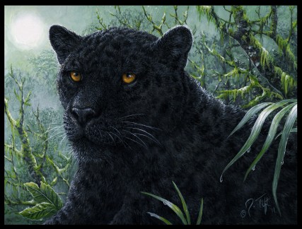 Jeff Tift, Black Beauty